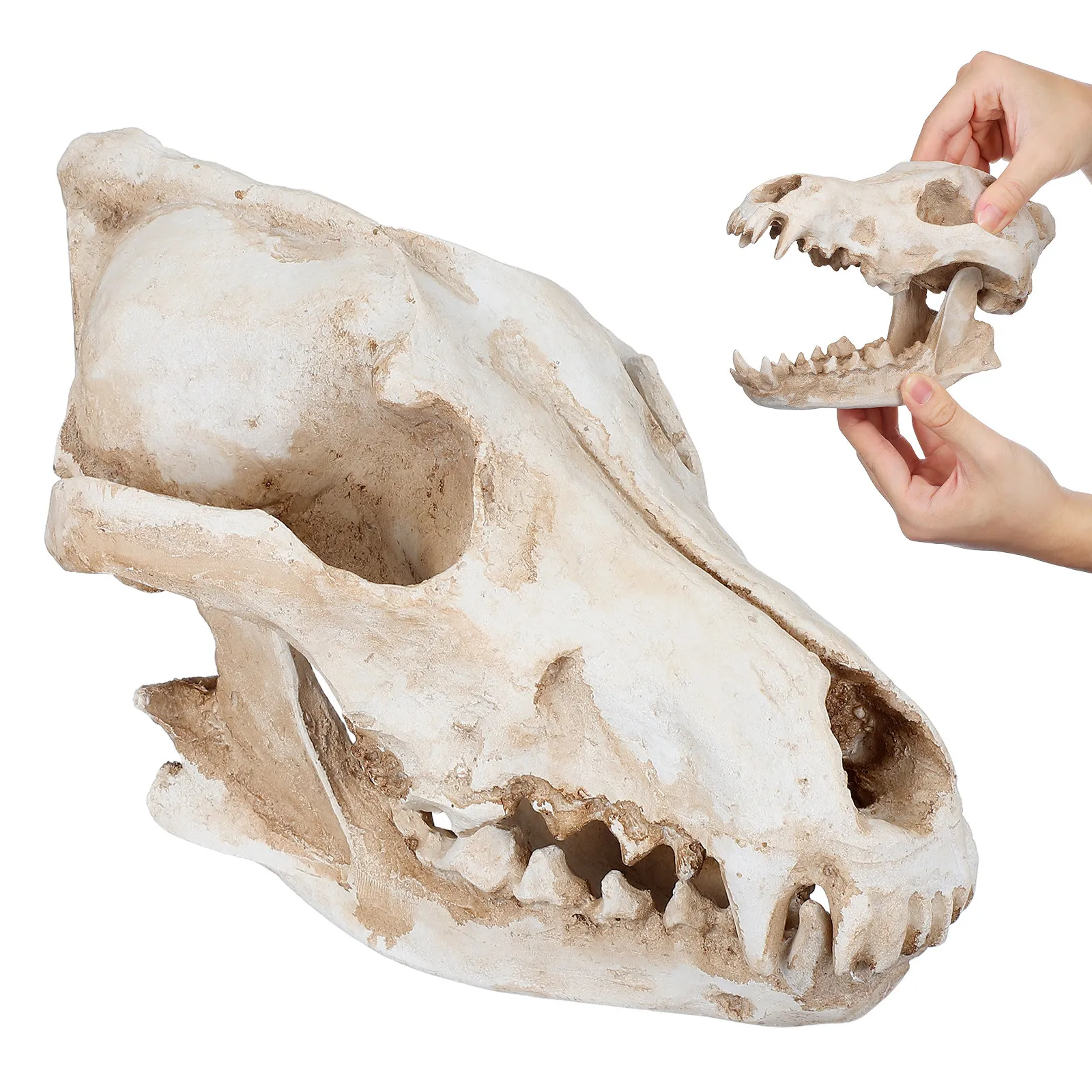 Decor Ornament Home Decoration Halloween Christmas Animal Skull Animal Skulls Decor Animal Skull Decoration Wolf