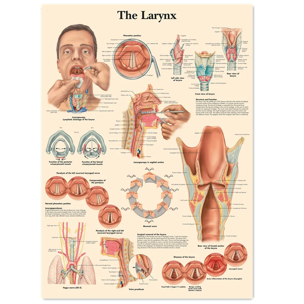 Pósteres e impresiones de Larynx, arte de pared de anatomía humana, pintura de papel Kraft Vintage, tabla de pared, pegatina de decoración del hogar para clínica hospitalaria