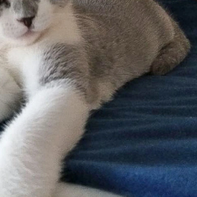 เครื่องทําความร้อนไฟฟ้าสัตว์เลี้ยงผ้าห่มไฟฟ้าเครื่องทําความร้อน Pad สุนัขแมว 7 Gears Thermostat เครื่องทําความร้อน Pad สําหรับฤดูหนาวอุ่นเตียง US Plug