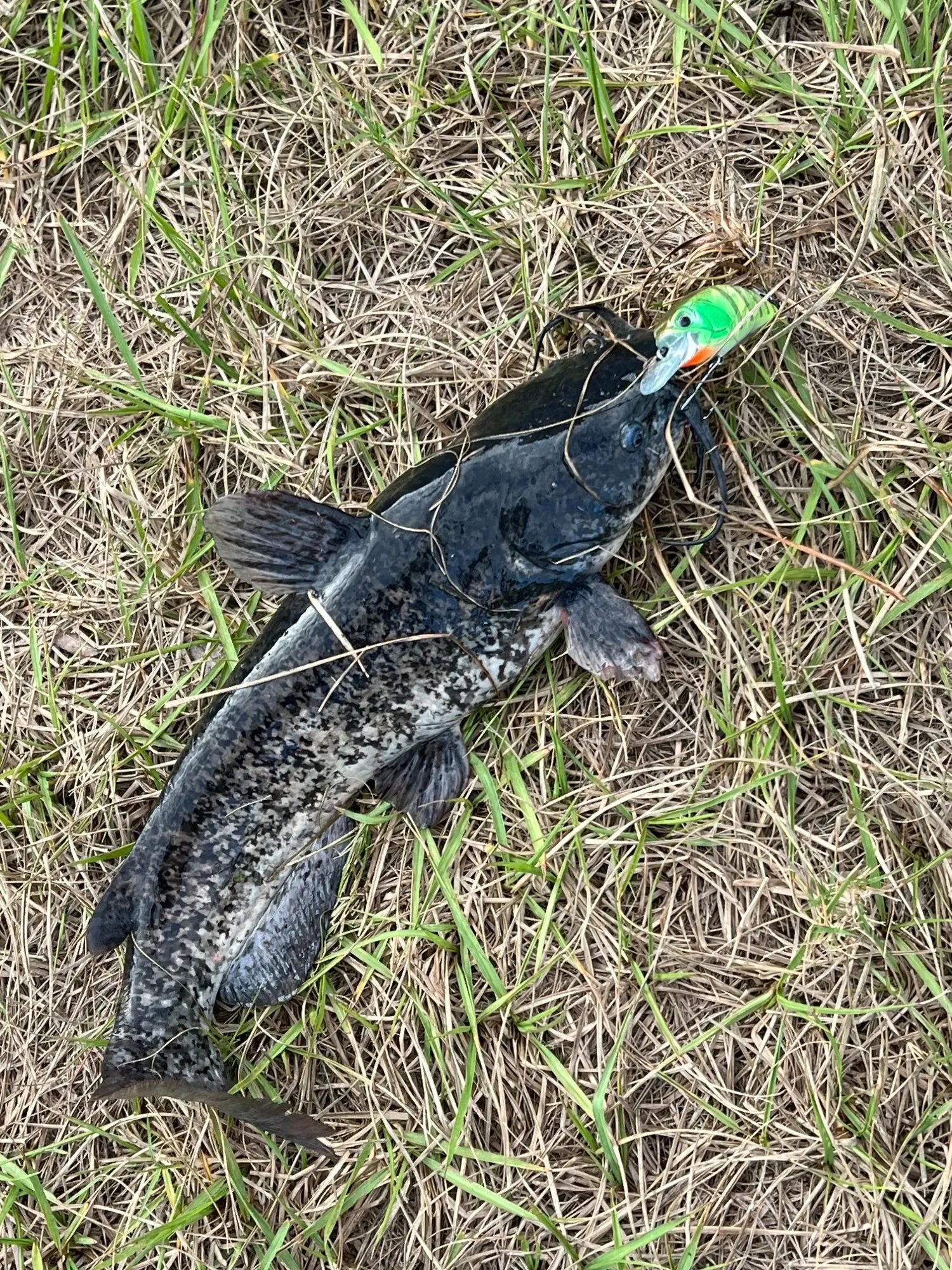 65 مللي متر 15 جرام واقعية كرنك M65 11A كرانكبيتس الغوص 8-11ft العائمة الثنائي حشرجة الموت المتذبذب الصيد الطعم ل بايك كرابي ، باس كبير #6