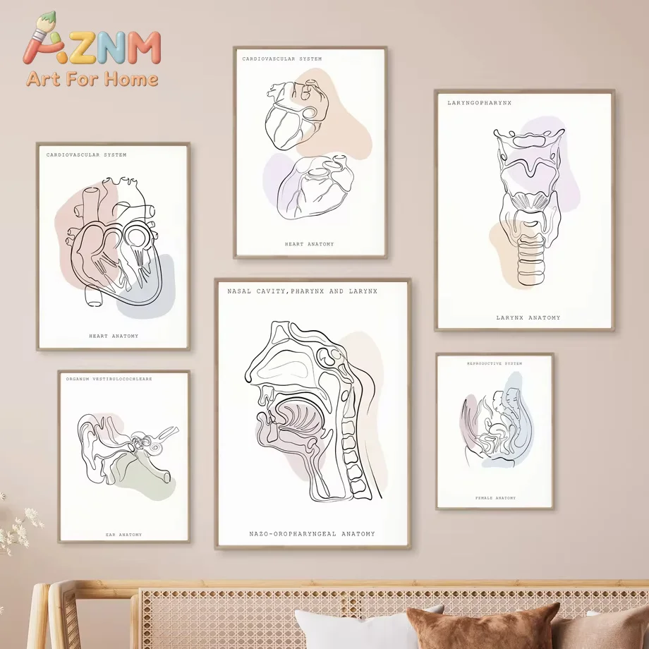 1PC Minimalist Colorful Anatomy Line Medical Poster Prints Wall Art Mural Ear Larynx Heart Canvas Painting Doctor Clinic Decor