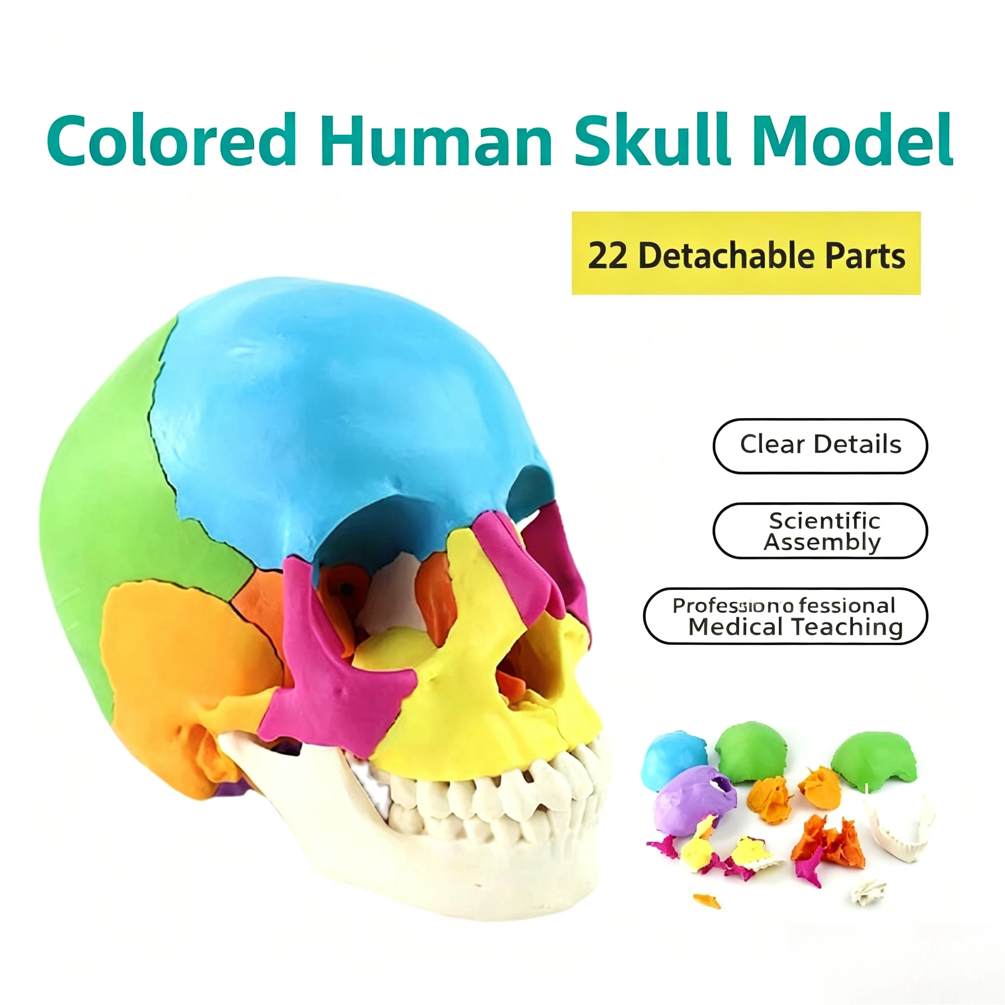 Life Size Colorful Human Skull Model 22 Parts Removable Anatomical Anatomy Medical Skeleton Head Teaching Supplies