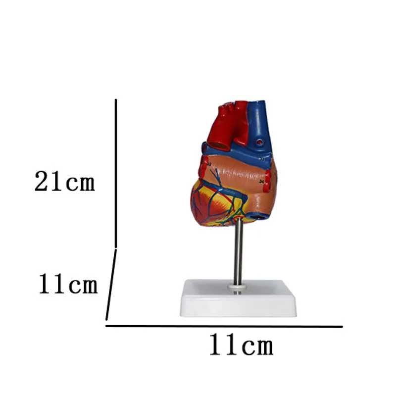 1:1 نموذج تشريح القلب البشري نموذج الجهاز الطبي الأحشاء القابلة للإزالة المصباح العلوم الطبية لوازم التدريس