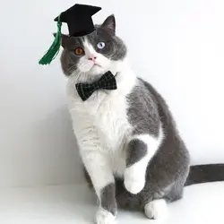 With Tassel Cat Graduation Cap Funny Felt Adjustable Dog Degree Hat Elastic Dog Dr. Hat Photograph