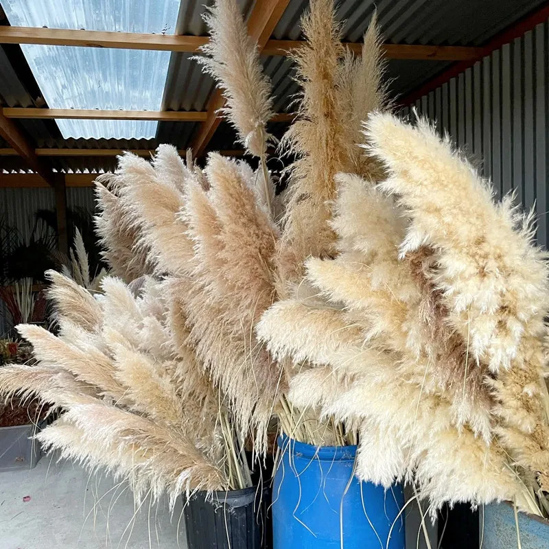 

80cm Super Fluffy Natural Dried Large Pampa Grass Bouquet, 5 Stems Beige White Pampas Grass Decor, Wedding Boho Home Decor