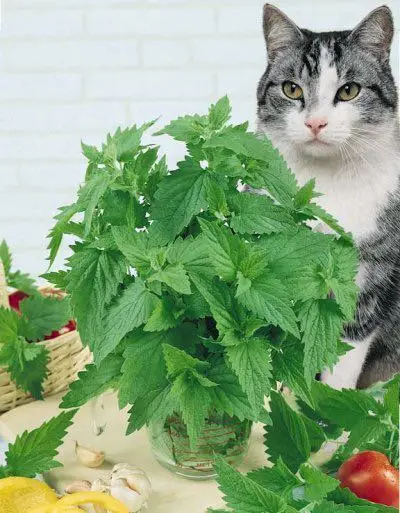 10g Simply Catnip Natural Organic Premium Catnip 10g/bag Catmint Menthol Flavor Can Be Sprinkled on Toys and Catnip Toys