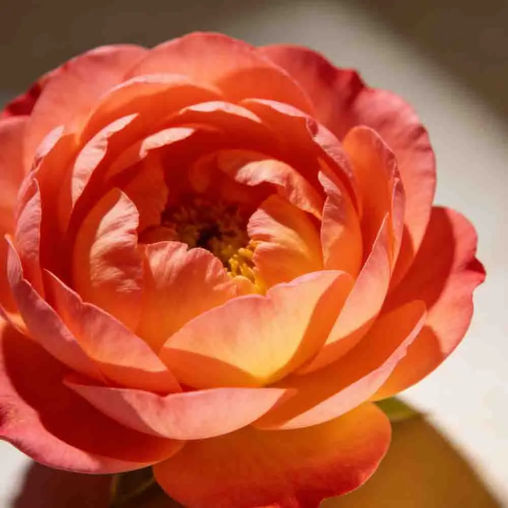 

Ultra POWER UP8 Battery Charger Dual Channel 2x16A AC 400W DC 600W LiPo LiHV LiIon LiFe NiCd NiMH Balance Charger Discharger RC