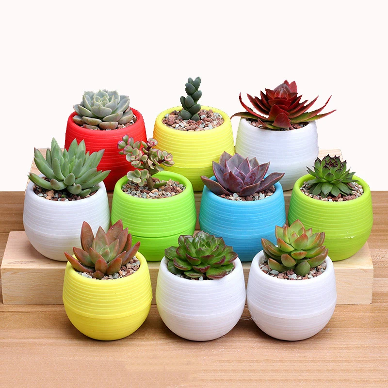 Mini Flowerpot Indoor Garden For Succulent Plant Pot Colourful Plastic Plant Flower Pot Garden Home Office Derocation