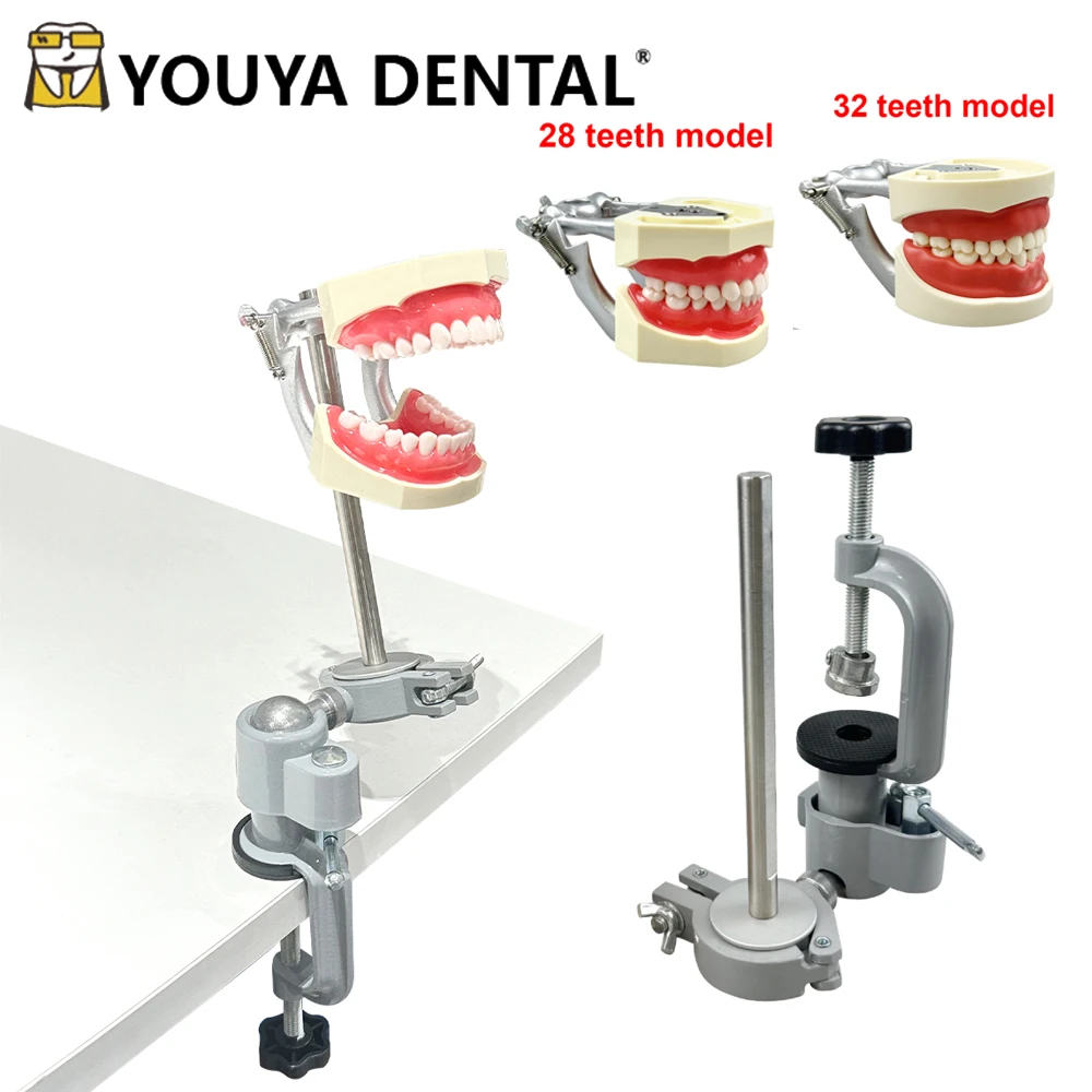 

Стоматологическая модель Typodont со съемным монтажным стержнем для крепления стола, новый стиль, настольное крепление для обучения стоматологом