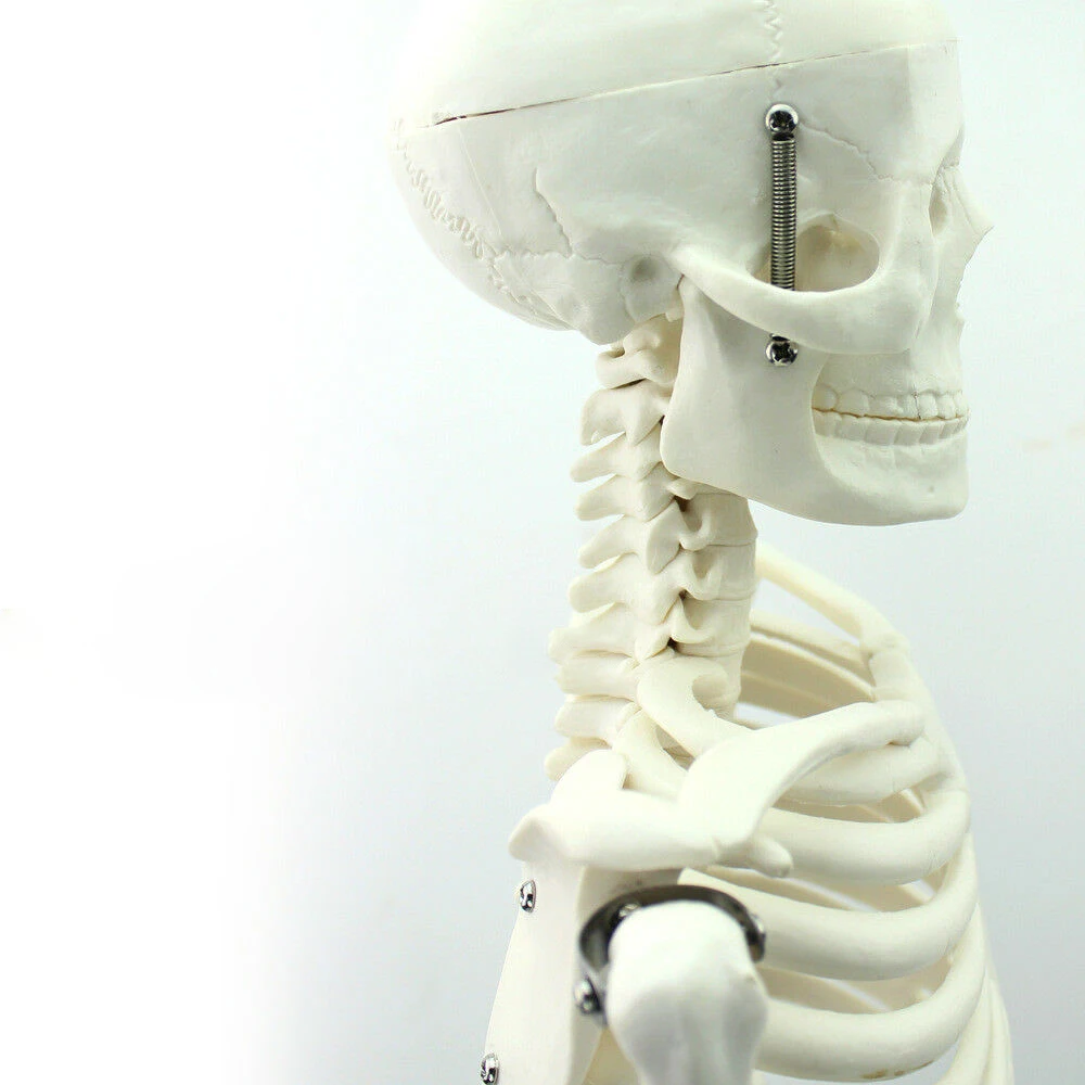 APHRODITE 85CM Human Skeleton Model 35