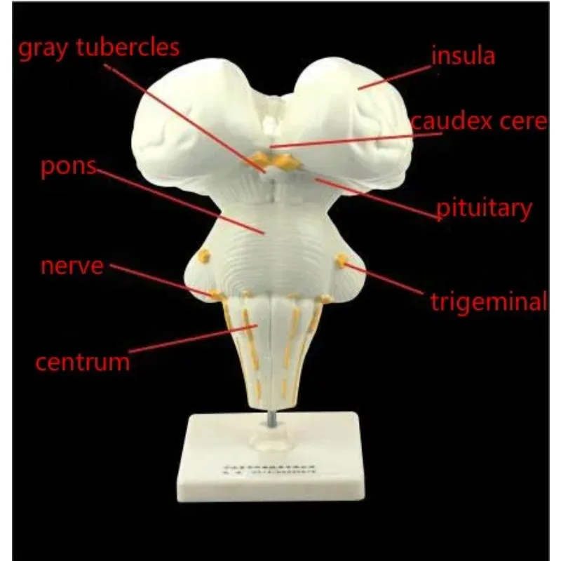 Human FRP Brain Stem Enlarge Anatomy Models Medical Demonstration Teaching Aids Supplier