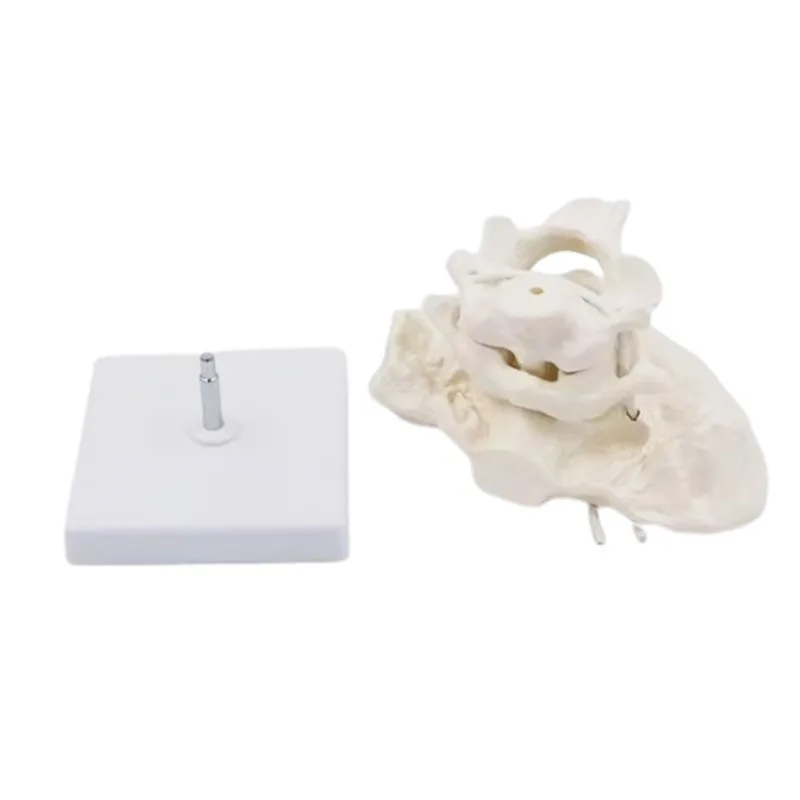 Medical Human Cervical Spine Anatomical Model Occipital Bone Model Detachable Study Display Teaching Medical Model