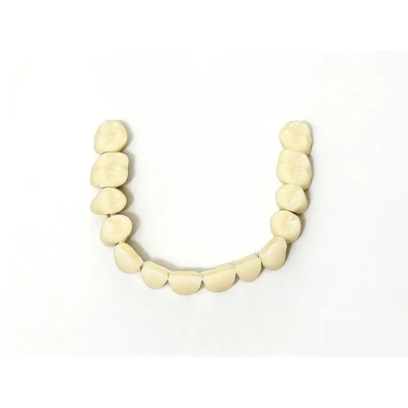 Dental Resin Teeth 1 Pair of Denture Models Teaching   Model Single mounted Dental Model Material Teeth Oral Model