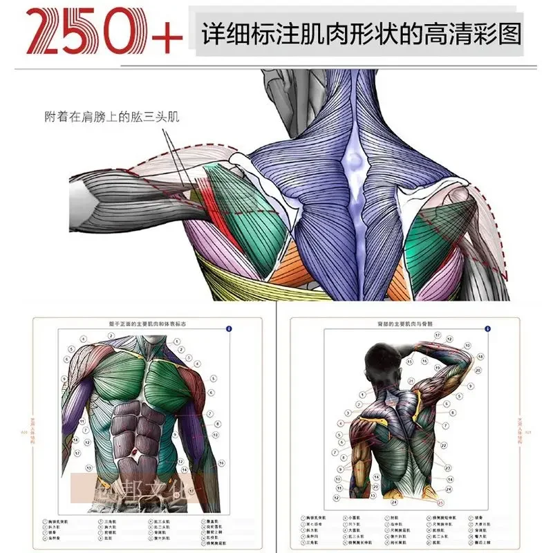 3D HD Art Human Body Books Sculpture Game Character Design Basic Tutorial Books Drawing Human Form Structure Skeletal Muscle