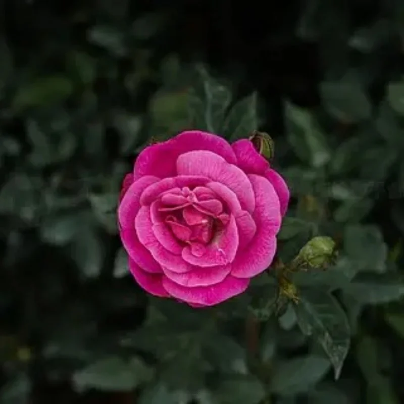 

Remote Control Monster Truck 85mm Rubber Tire Tyres for HSP HPI WPL FS 1/16 RC Tires Tyres for ZD Racing Spare Parts