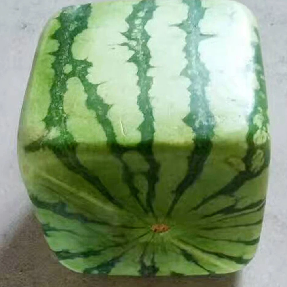 

Square Watermelon Growth Mold Transparent PC Shaped Fruit Molds Gardening Vegetable Tools Lightweight Storage Easy Use
