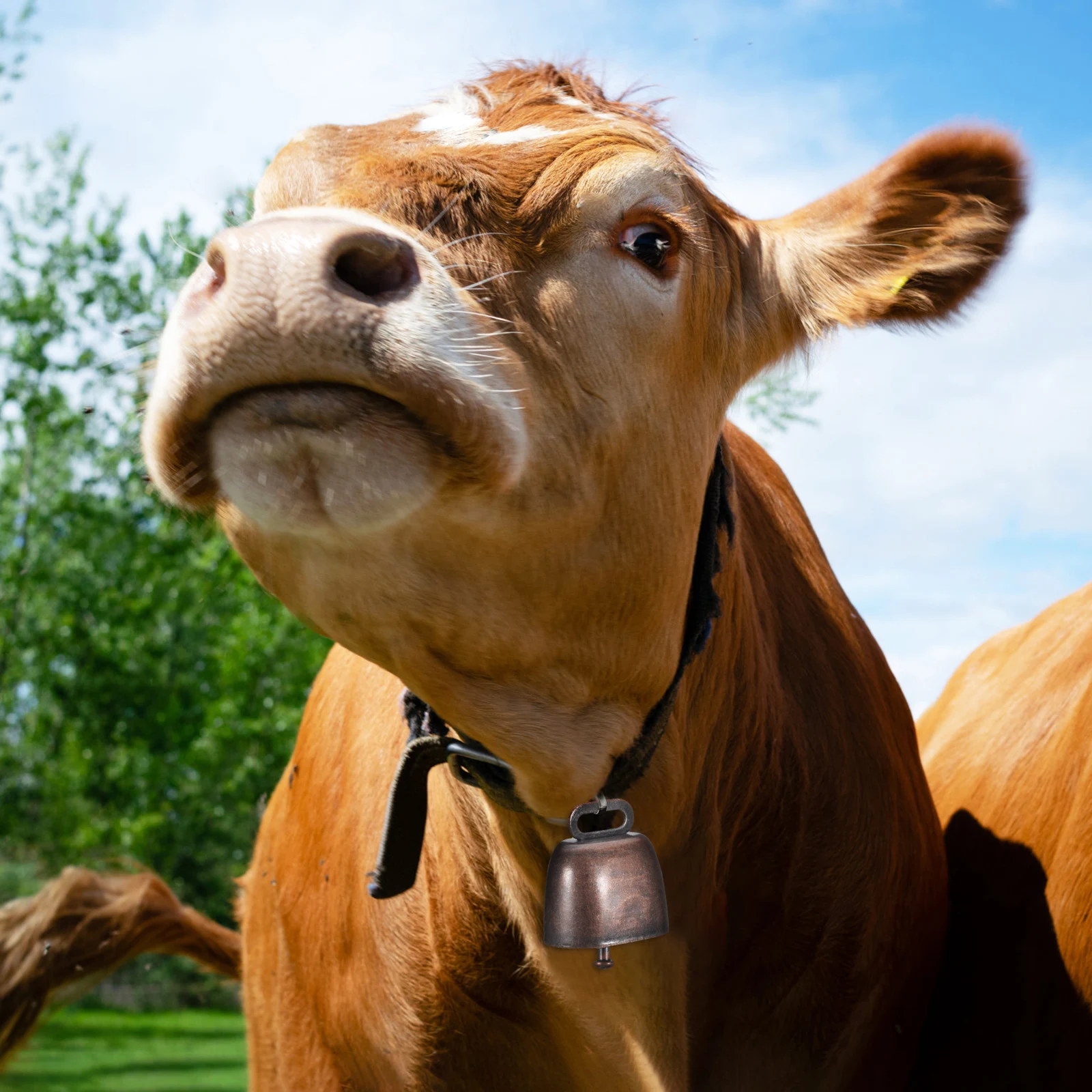 

12Pcs Cow Bells Small Metal Sheep Bells for Grazing Farm Animal Bell Set Vintage Rustic Cattle Goats Hanging Loud Sound