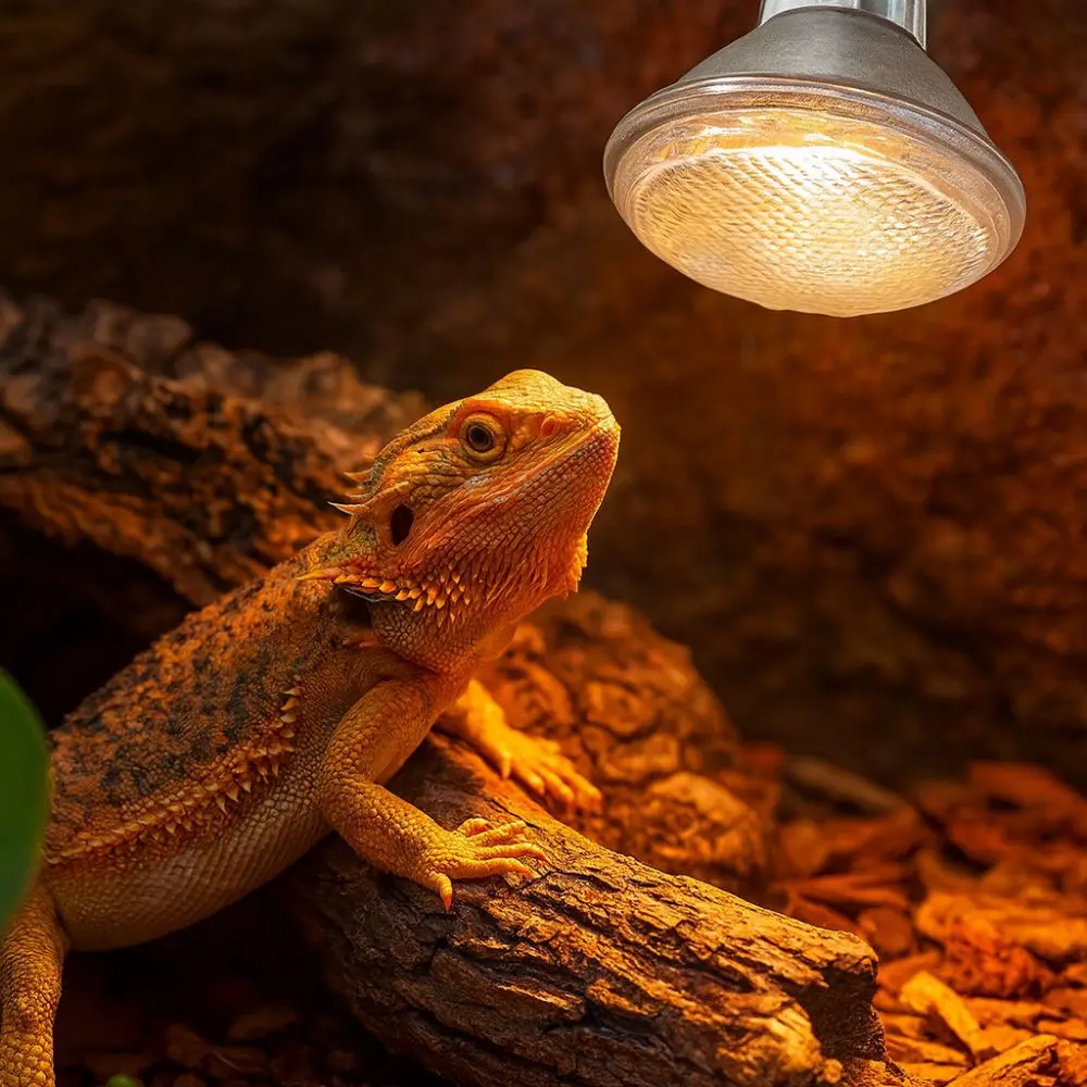 

Durable Full Spectrum Led Reptile Lamp Dimmable Glass Bulb Pet Heating Bulb 25/50/75/100W E27 Base Heat Lamp Pet Amphibians