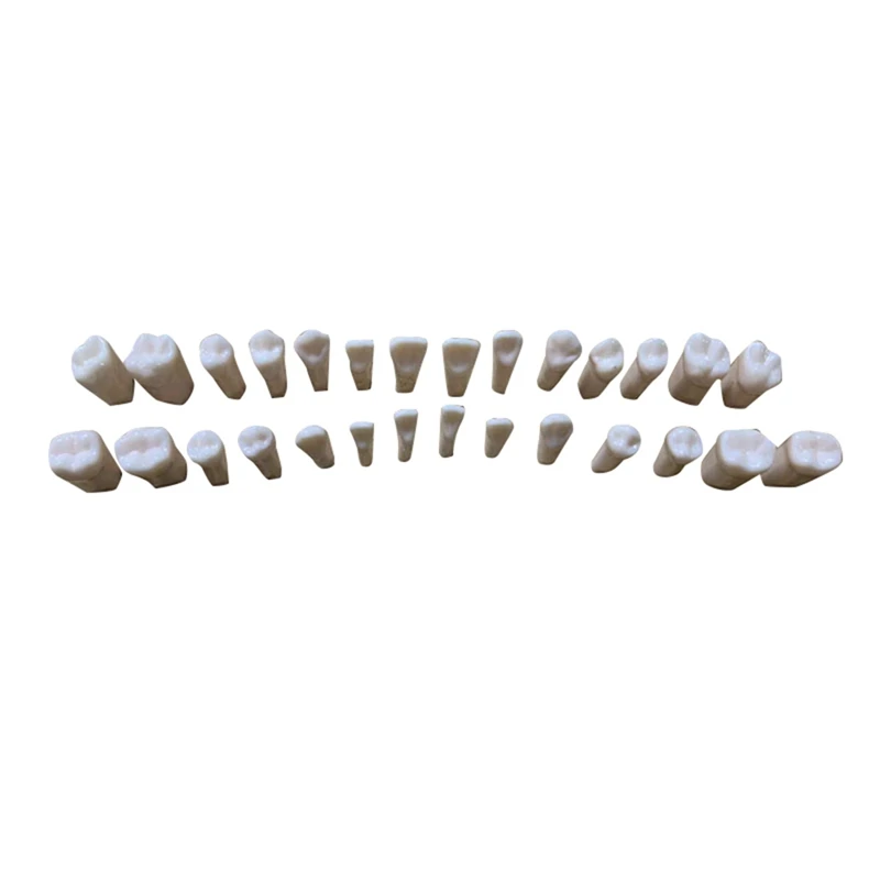 Model Teeth Model Human  Teaching  Model Full Permanent Teeth M7021(28Pcs)