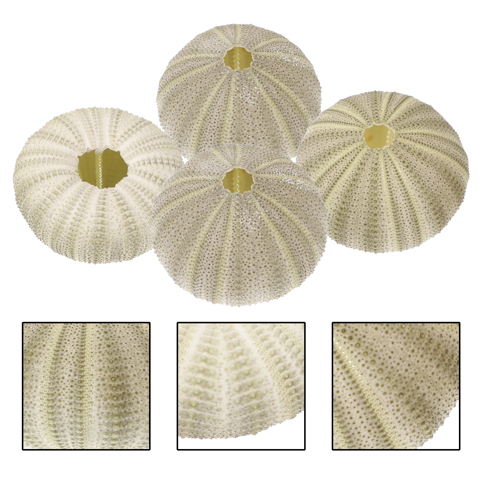 

4 Pcs Conch Shell Pineapple DIY Container Pot Planting Holder Delicate Sea Shells Small Seashells Crafting Child