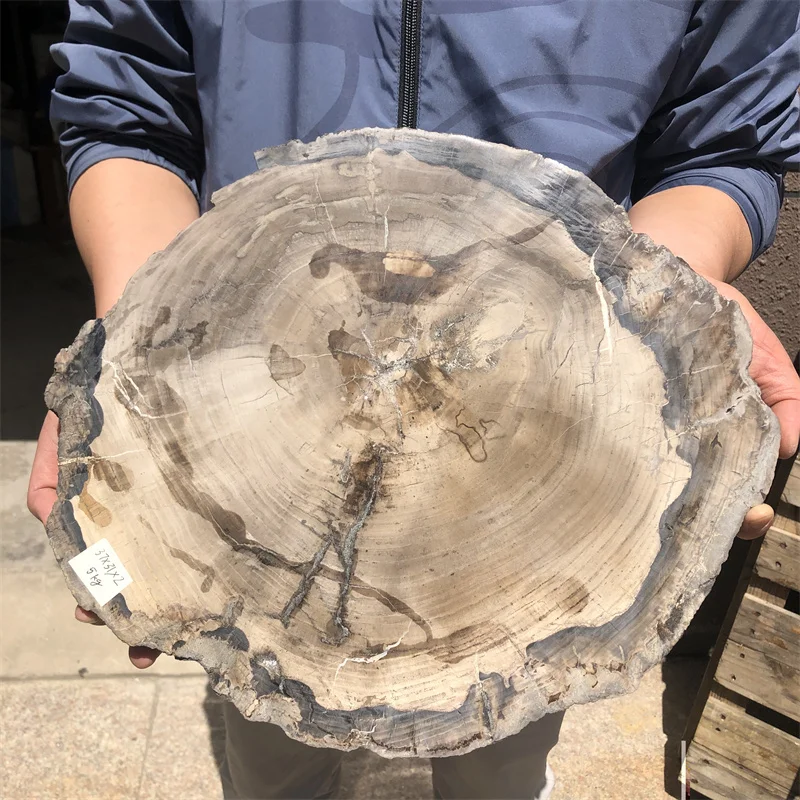 5kg Natural Petrified Wood Specimen Semi-precious Stone Slices Crystals Healing Stones for Home Decor