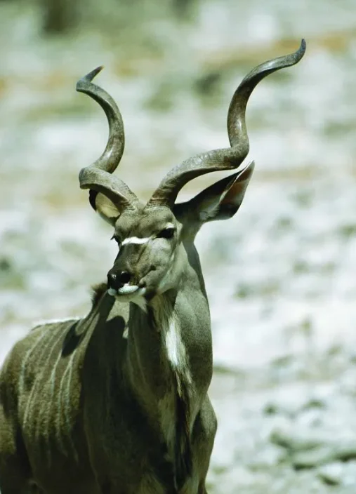 

UDRIC UD1609 1/16 Масштаб 4WD Бесщеточный радиоуправляемый раллийный автомобиль, высокоскоростной гоночный автомобиль с дистанционным управлением и светодиодной подсветкой для взрослых и детей