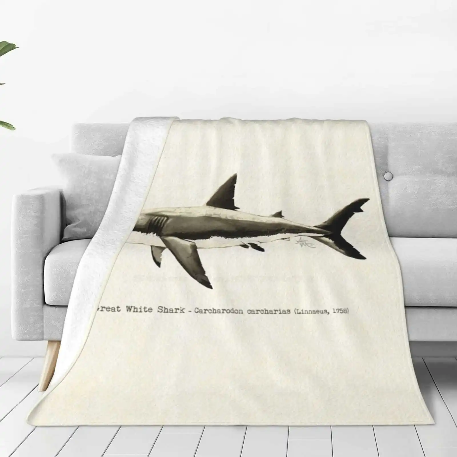 Carcharodon Carcharias By Amber Marine , Great White Shark Illustration , Art ? 2015 Hot Sale Printing High Qiality Warm