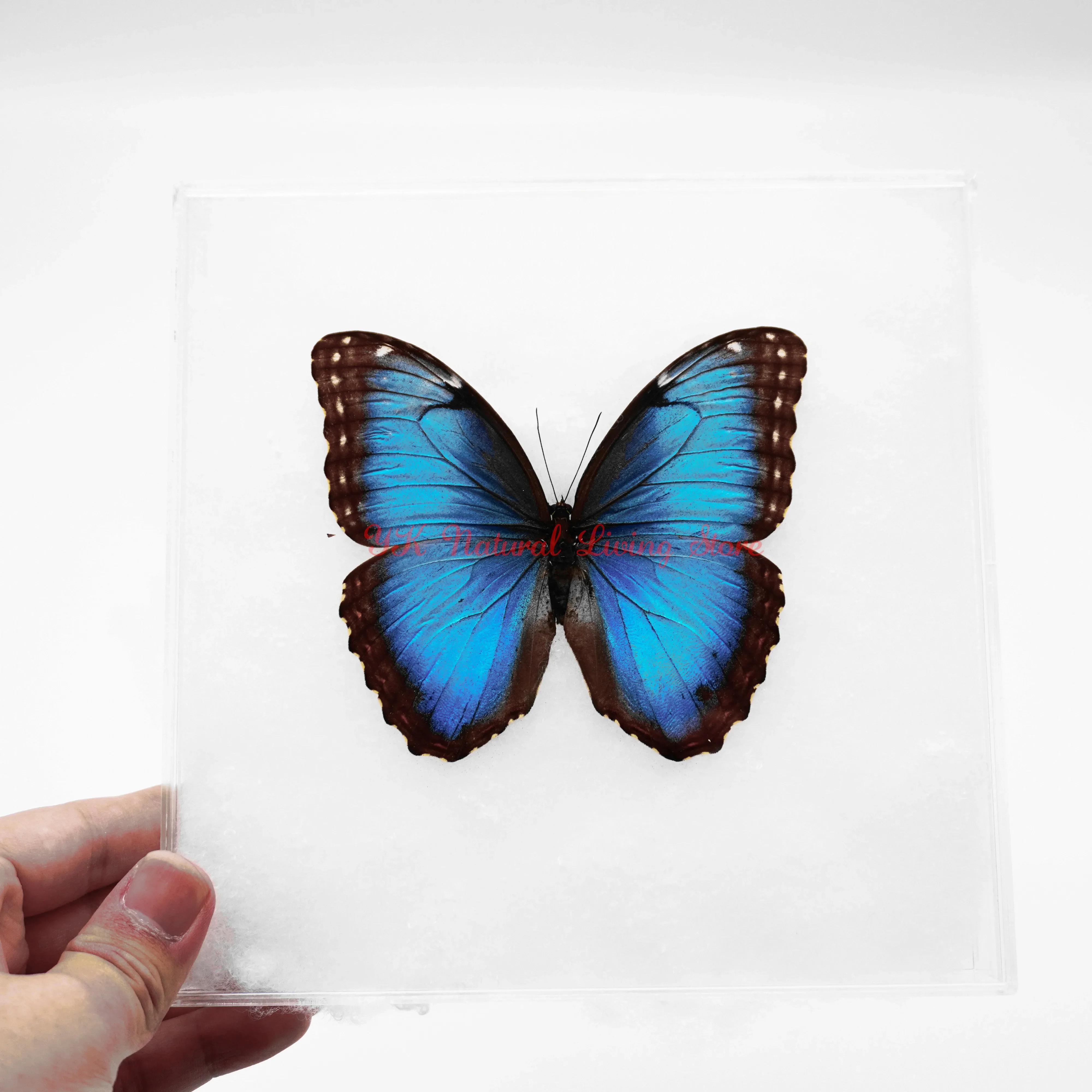 Real Butterfly Specimens Rare Blue Large Butterfly For Collection Display Decoration Photo Frame Gift