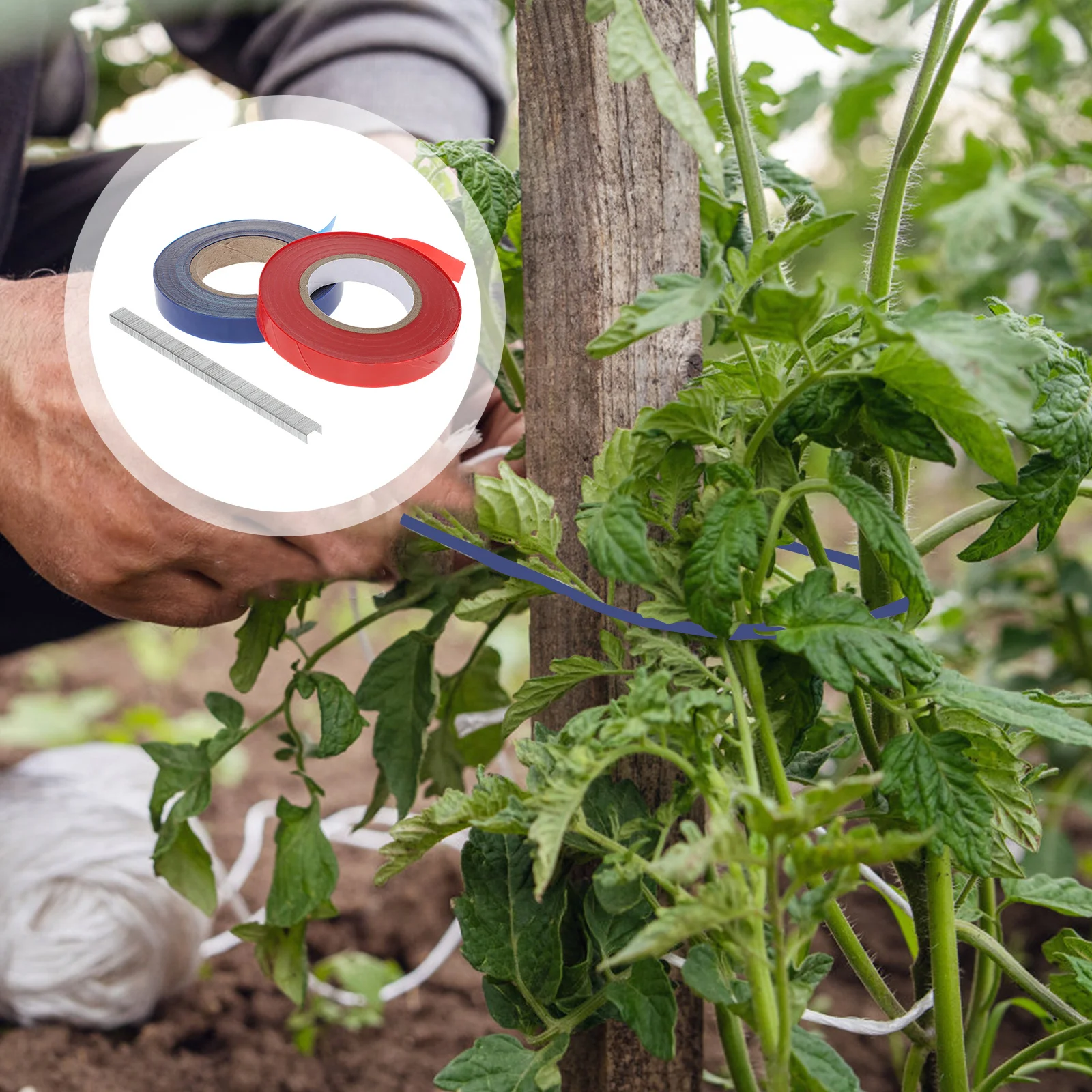 20 Rolls Tying Machine Tape Tool Garden Tape Binding Staples for Grapes Raspberries Tomatoes Vining Vegetables