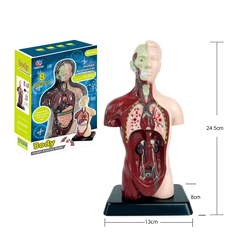 4D Human Body Torso Anatomical Model for Learning Internal Organs Skeleton Visceral Brain Assembly Display Educational Teaching