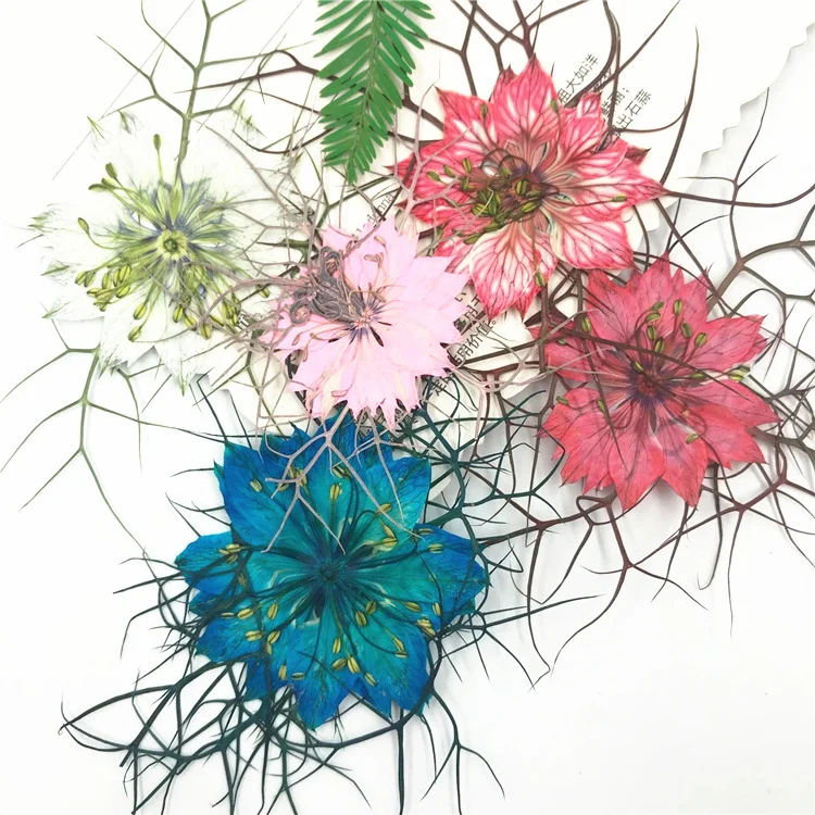 40 piezas de especímenes de se - Resin Art For Photo Frame reseña y precio