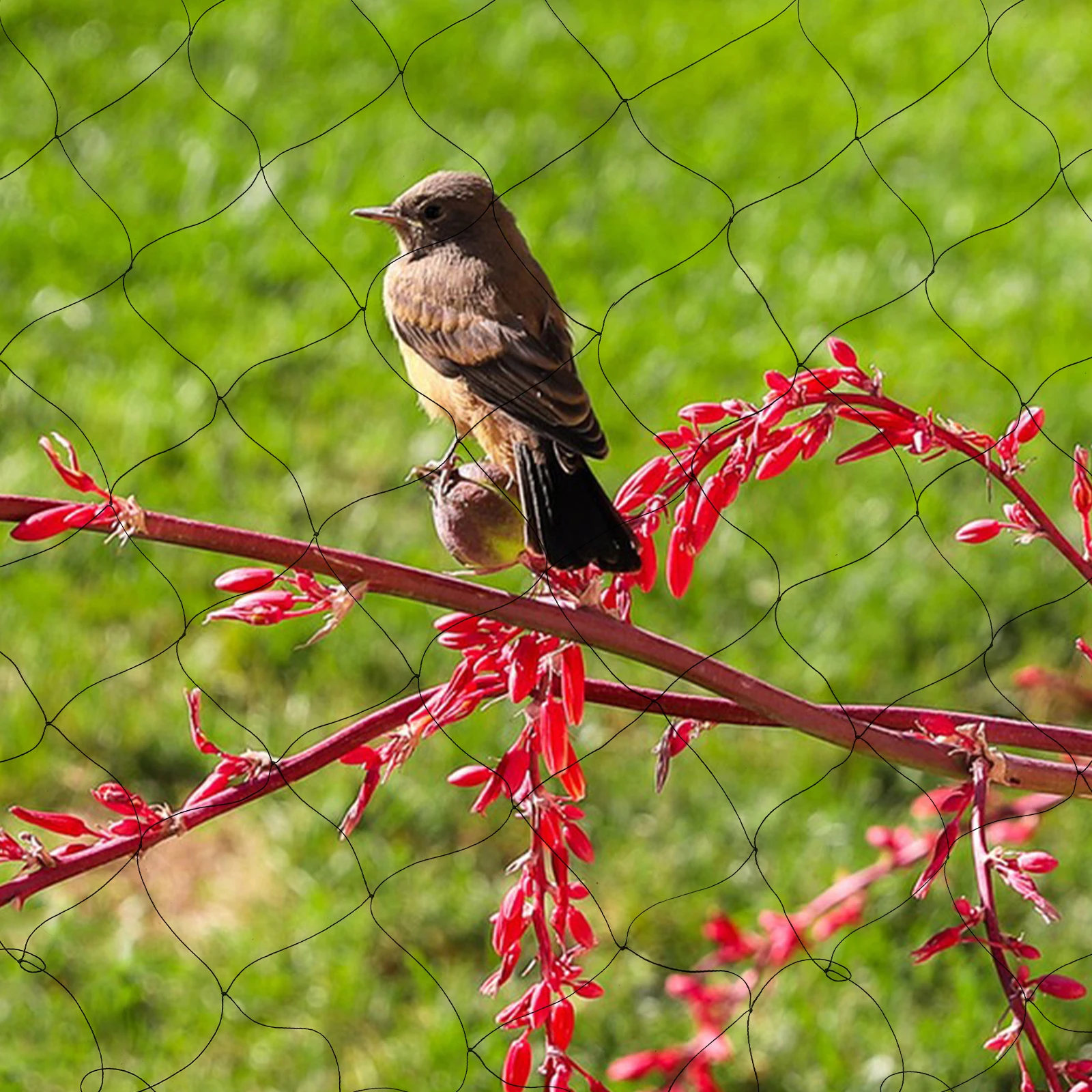 

Bymaocar 100"X50" Nylon Netting for Bird Poultry Aviary Anti Bird Mesh Collect Leaves Net Practical & Secure Nautical Game Décor