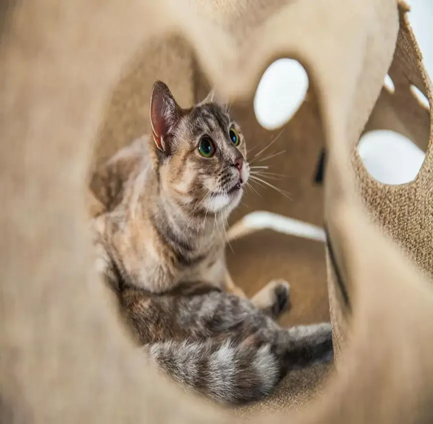 Mat for cat Funny FeltCloth Pet Play Mat CatAgility Training Mat Cat Toy Bite Pad Pet Mat Cat Dog Cushion Cat litter pad
