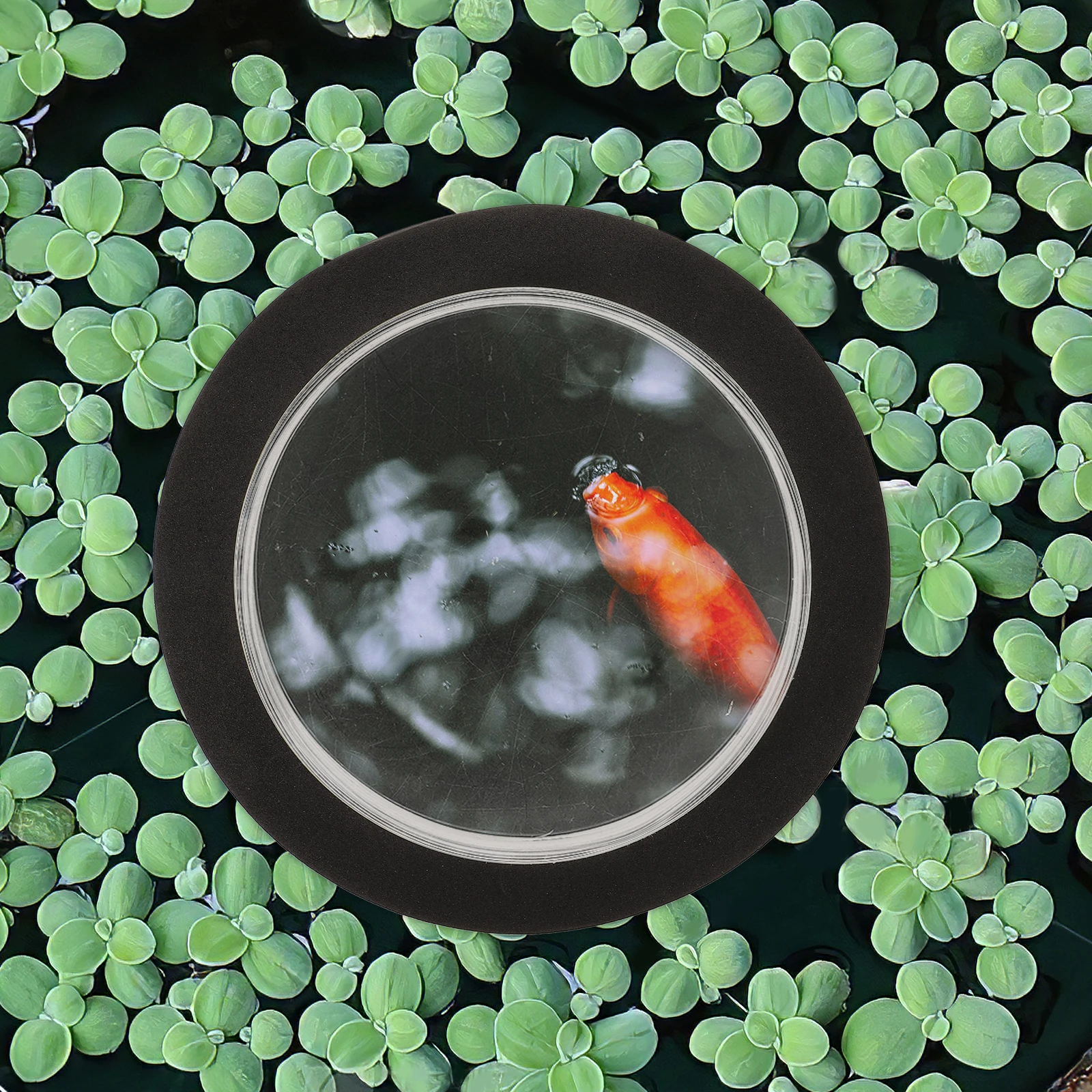 

Floating Pond Dome Cover Transparent Aquarium Display Black Floating Plant Ring Aquarium Clear Water Garden Outdoor Decor Stake
