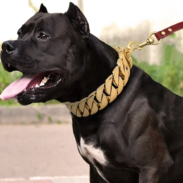 Gold chain pitbull best sale