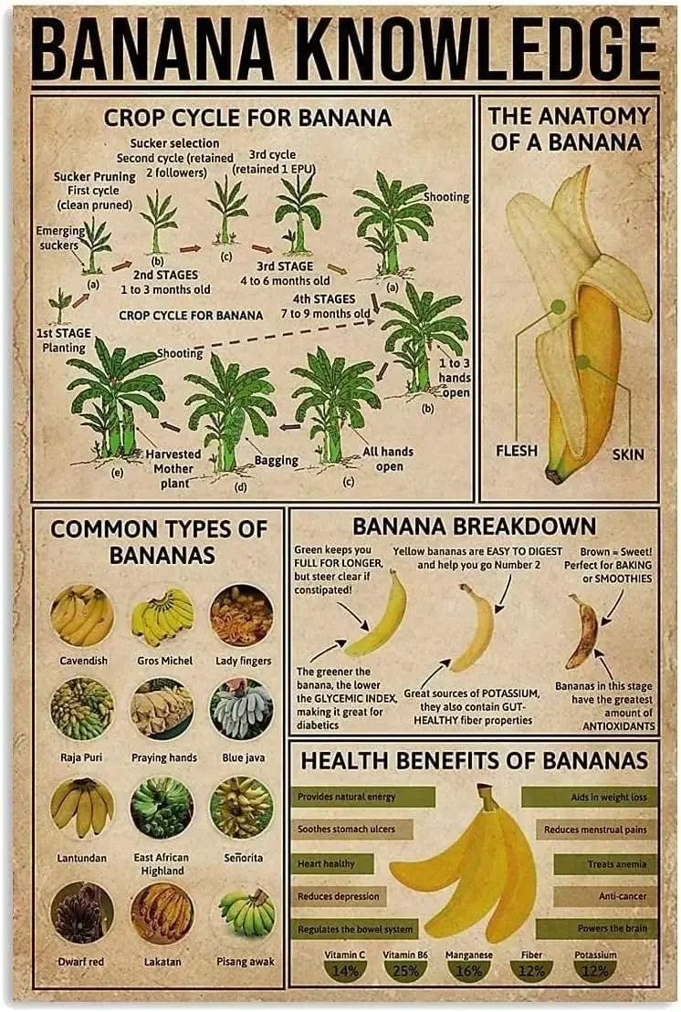 Banana Knowledge Metal Tin Signs Crop Cycle For Banana Office Bedroom People Cave School Bathroom Living Room garage Cafe Kitche