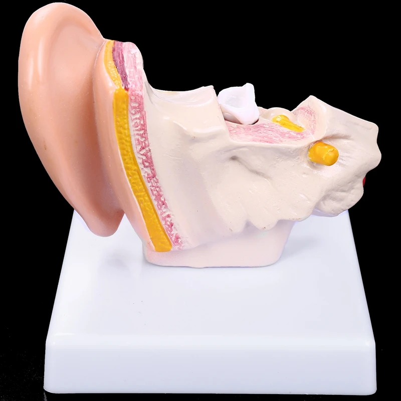 GTBL 1.5 Times Human Ear Anatomy Model Showing Organs Structure Of the Central and External Ears Medical Teaching Supplies