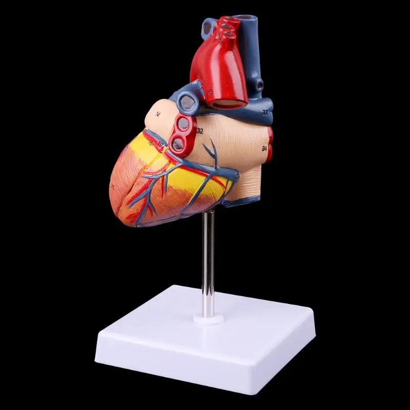 Herramienta enseñanza médica anatomía, modelo corazón humano anatómico desmontado