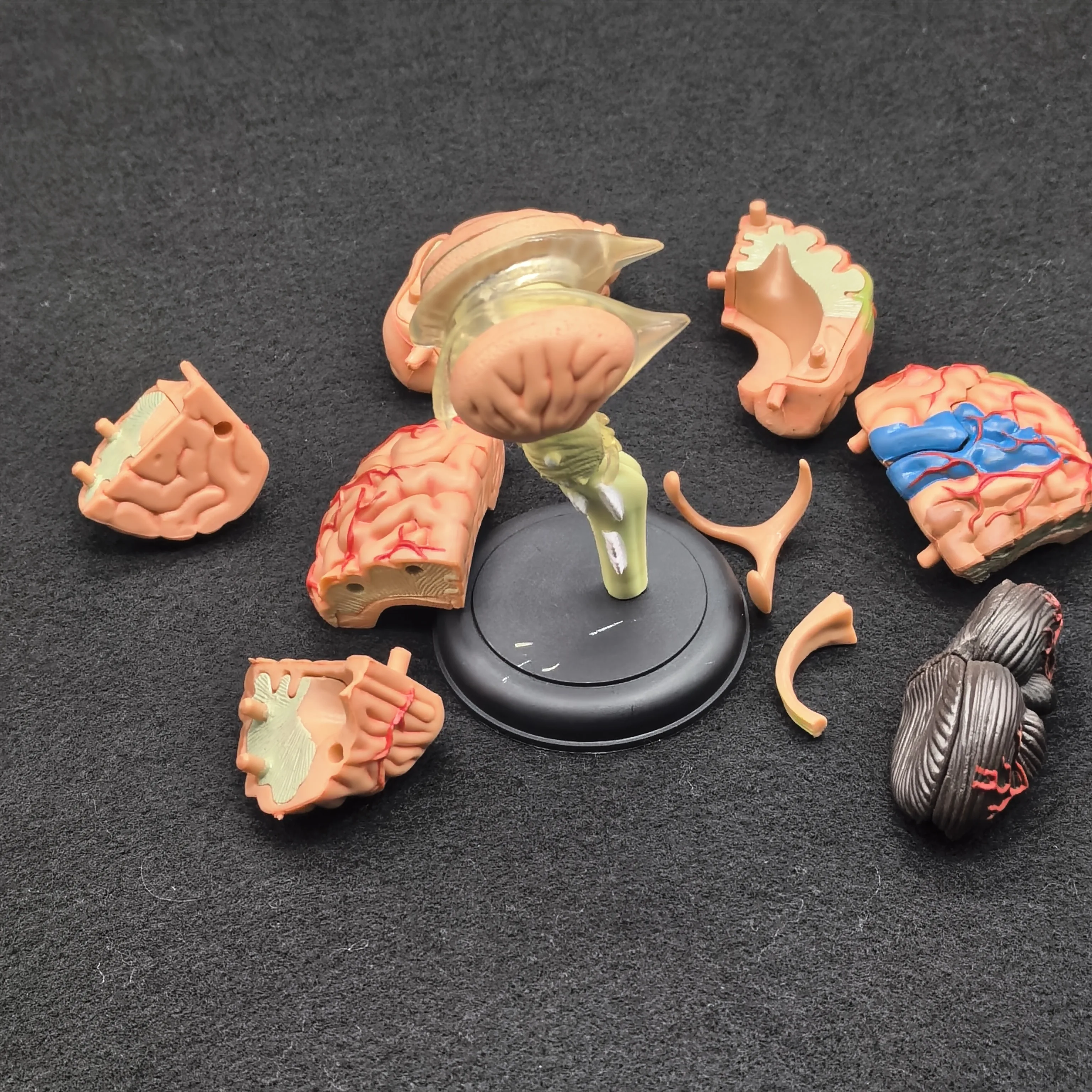 PVC 9x9x9 سنتيمتر نموذج تشريحي للدماغ البشري تحتاج إلى تجميع ثقافة الخيال تعليم العلوم الطبية #3