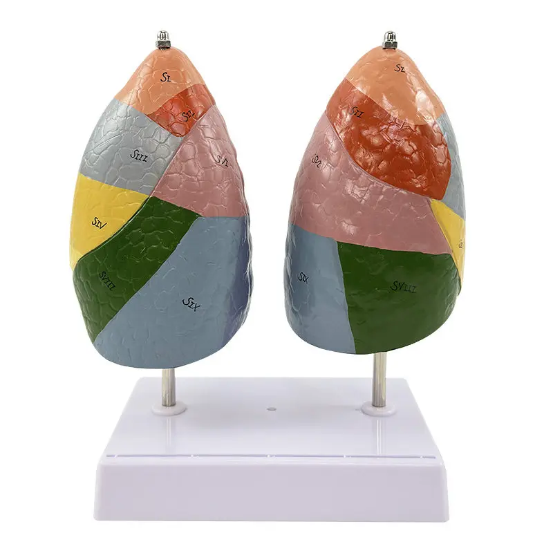 

Medical color lung segment lung anatomical model, respiratory system medical teaching model
