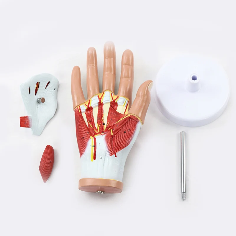 Life Size Human Hand Skeleton Anatomy Model with Blood Vessels and Nerves Hand Muscles Detachable 4 Parts