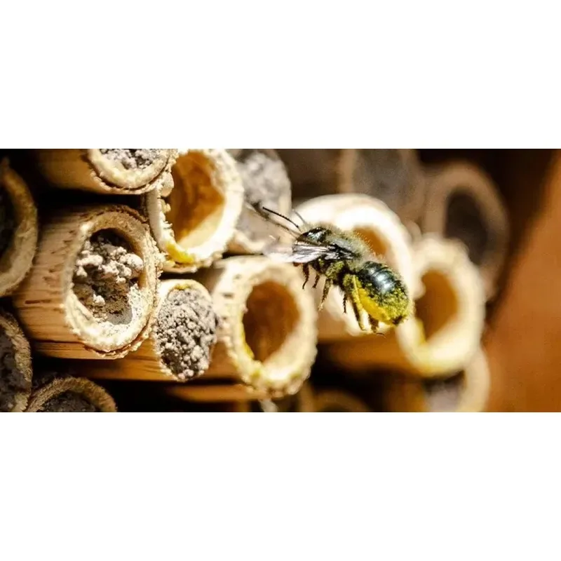 Handmade Natural Wooden Bee Habitat Custom Hive Insects Hanging Beehive Hotel