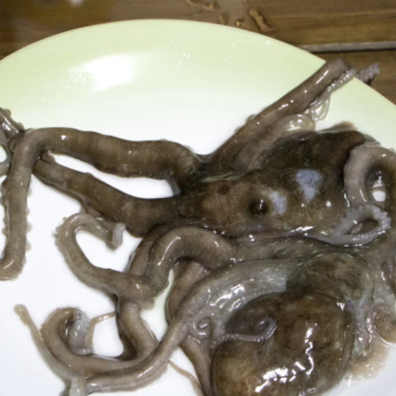 

Алюминиевое крепление для сервопривода Tamiya CW01 LunchBox Wild One DF02 DT02 Grasshopper 2 Hornet Super Hotshot ClodBuster BullHead