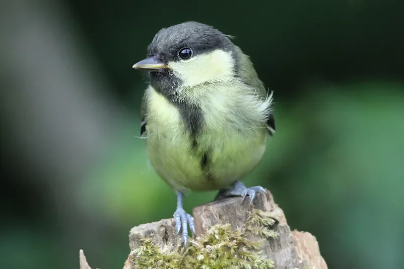 

LDARC R02 Мини-радиоуправляемый спортивный автомобиль в масштабе 1/64 — RTR/BNR, настольный гоночный автомобиль с дистанционным управлением, идеальный подарок для взрослых и детей