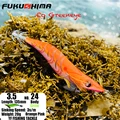 3.5 24 OrangePink