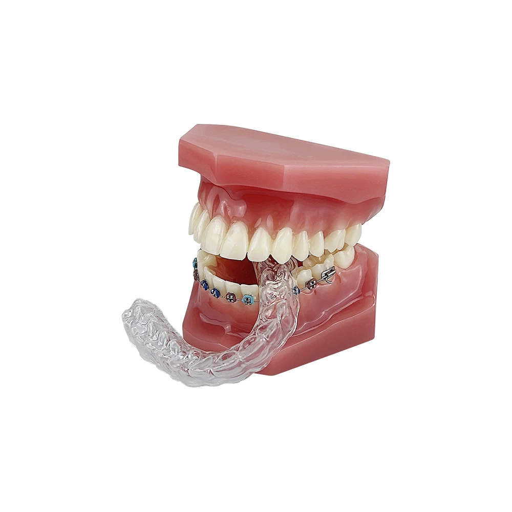 Orthodontic Teeth Model Dental Teaching Model for Dental Student Studying Training Practice Doctor-patient Communication Tool
