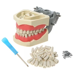 Columbia 860 Type Typodont Teeth Dental Replacement Tooth Model Replacement Teeth Typodonts Dientes Model for Columbia 13