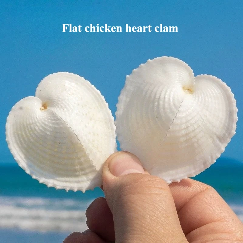 Concha plana de pollo, corazón, almeja, concha de amor, pintura al óleo, concha Natural, accesorios para fotos, botella de deriva creativa, micropaisaje