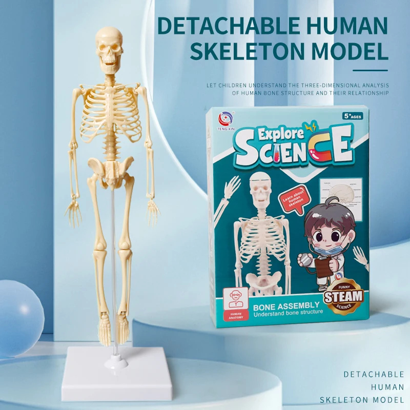 Joints Of Human Organ Bone  Model DIY Assembly Skeletal Removable Structural Skeleton For Medical Teaching Purposes