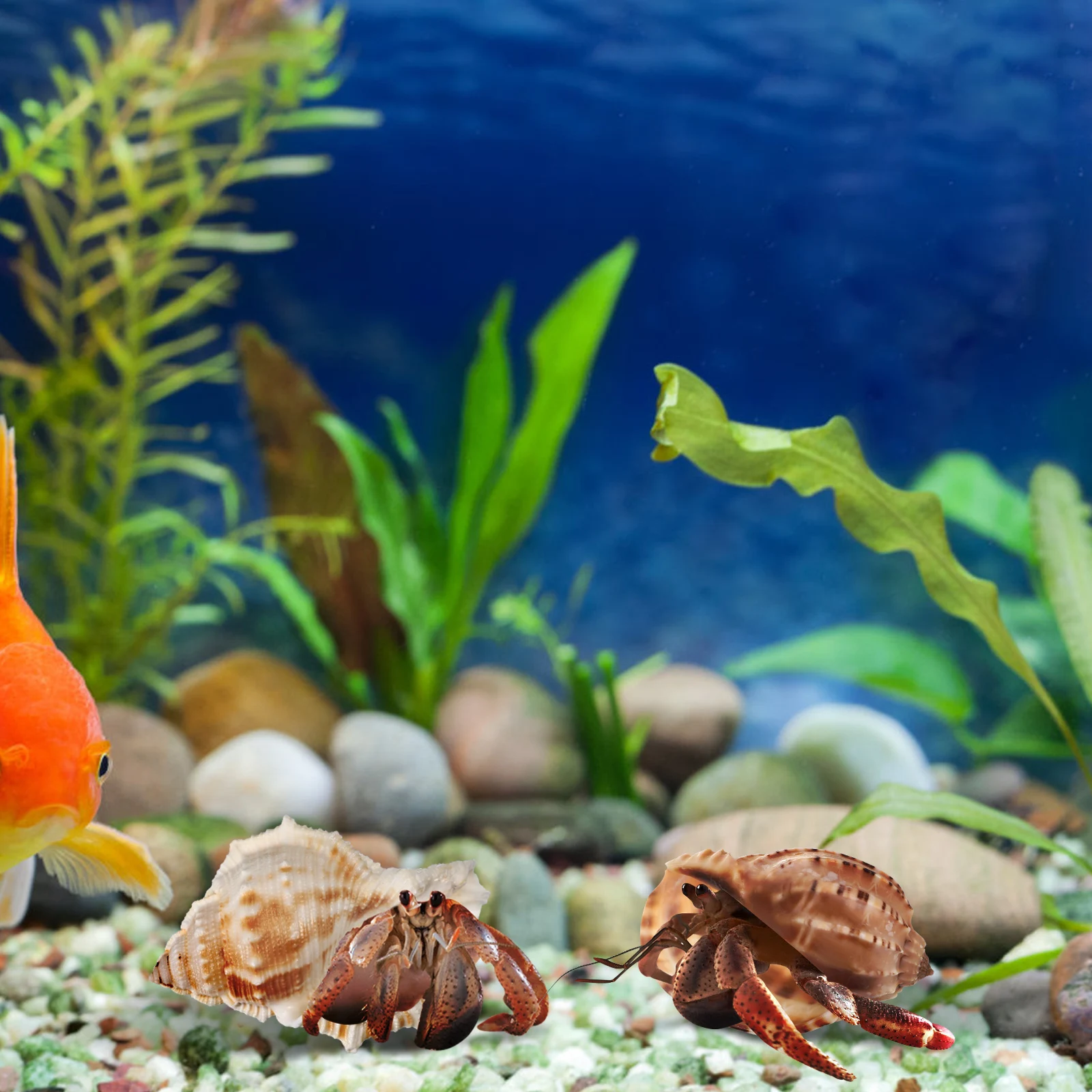 

6 Pcs Conch Decoration Beach Ornaments Aquatic Vacuum Aquarium Décor Shell Crafts Shells Supplies